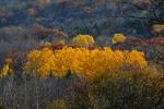 Scenery-Fall 70-05-14617