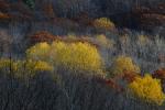 Scenery-Fall 70-05-14620