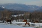 Farm-Winter 30-40-00255