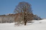 Farm-Shelburne Farms 30-25-02128