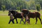 Farm-Shelburne Farms 30-25-02149