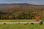 Scenery-Fall 70-05-14640