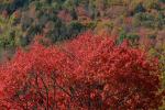 Scenery-Fall 70-05-14655