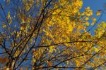 Scenery-Fall 70-05-14660