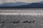 Lake Champlain 53-00-10688