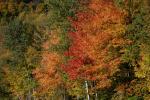 Scenery-Fall 70-05-14726