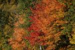 Scenery-Fall 70-05-14727