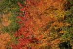 Scenery-Fall 70-05-14728