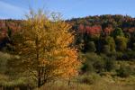 Scenery-Fall 70-05-14730