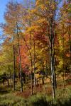 Scenery-Fall 70-05-14731