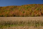 Scenery-Fall 70-05-14755