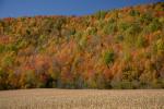 Scenery-Fall 70-05-14758