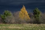 Farm-Shelburne Farms 30-25-02203