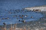 Lake Champlain 53-00-10703