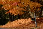 Scenery-Fall 70-05-14836