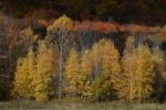 Scenery-Fall 70-05-14843