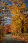 Scenery-Fall 70-05-14908