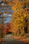 Scenery-Fall 70-05-14909