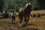 Farm-Shelburne Farms 30-25-00369