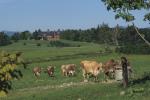 Farm-Shelburne Farms 30-25-00654