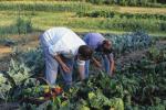 Farm-Shelburne Farms 30-25-00809