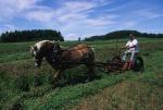 Farm-Shelburne Farms 30-25-01818