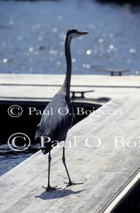 Lake Champlain 53-00-00520