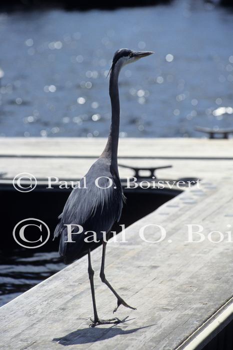 Lake Champlain 53-00-00521