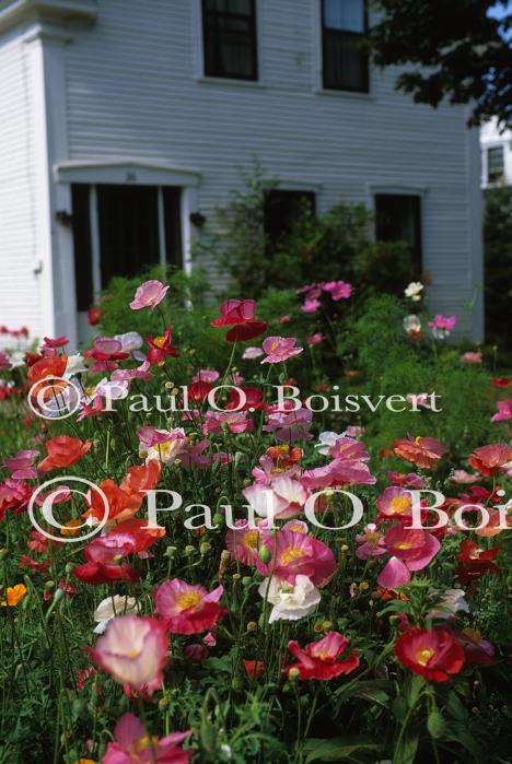 Flowers 40-00-00751