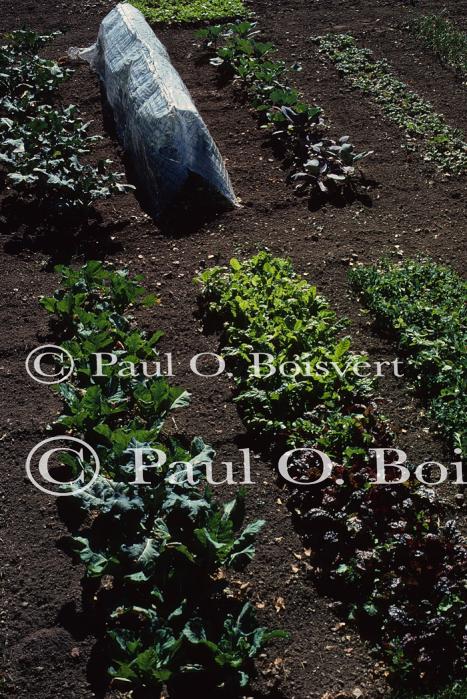 Farm-Garden 30-15-00034