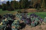 Farm-Garden 30-15-00524