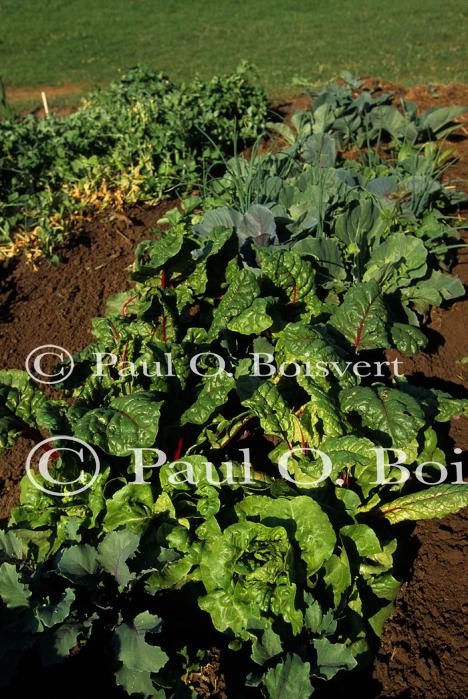 Farm-Garden 30-15-00719