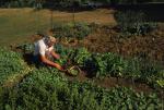 Farm-Garden 30-15-00843