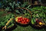 Farm-Garden 30-15-01313