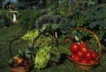 Farm-Garden 30-15-01351