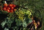 Farm-Garden 30-15-01354