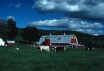 Farm-Summer 30-35-00035