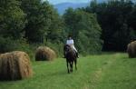 Sports-Horseback 75-30-00578