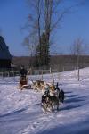 Sports-Dogsled 75-22-00142