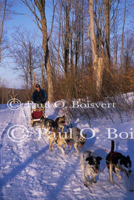 Sports-Dogsled 75-22-00189