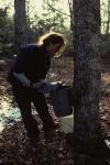 Maple Sugaring 30-20-00013