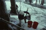 Maple Sugaring 30-20-00111