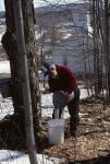 Maple Sugaring 30-20-00426