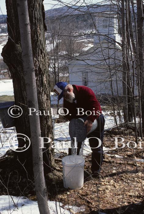 Maple Sugaring 30-20-00426