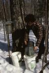 Maple Sugaring 30-20-00573