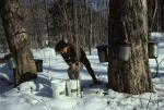 Maple Sugaring 30-20-00590