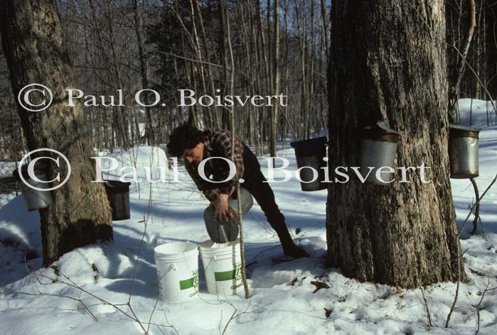 Maple Sugaring 30-20-00590