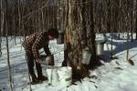 Maple Sugaring 30-20-00595