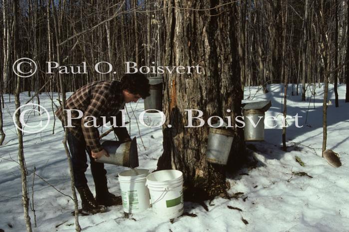 Maple Sugaring 30-20-00595