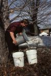 Maple Sugaring 30-20-00650